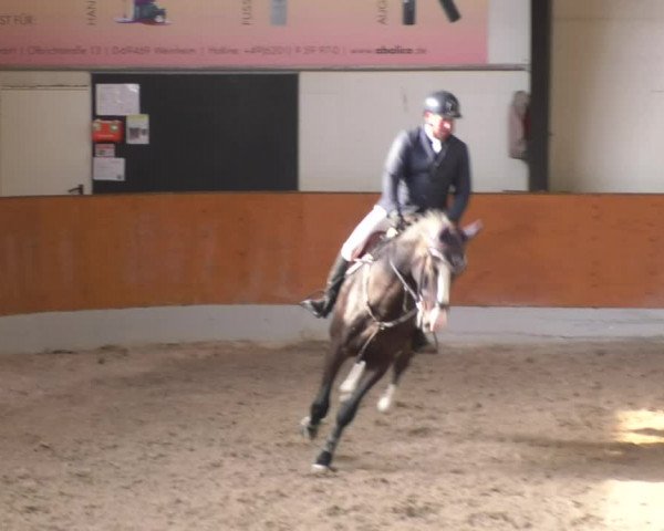 Reitturnier Viernheim 2018