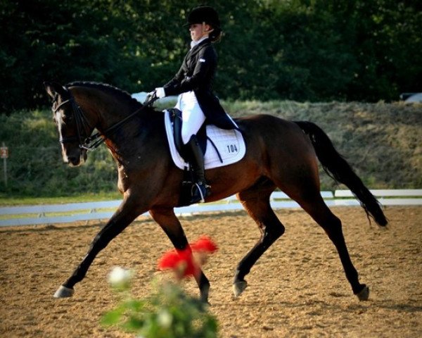 Dressurpferd San Rabino (Hannoveraner, 2002, von Sandro Hit)