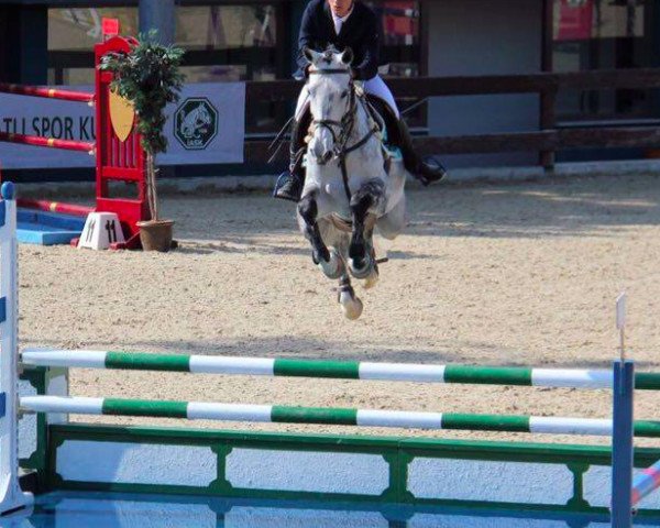 horse Dordy (KWPN (Royal Dutch Sporthorse), 2008, from Cantos)