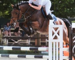 broodmare Diamant Clear (Zangersheide riding horse, 2010, from Diamant Z)