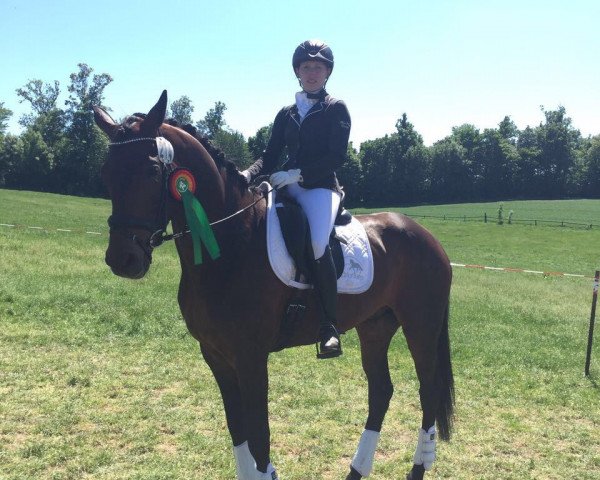 dressage horse Danny Belucci 2 (Hanoverian, 2011, from Don Frederico)