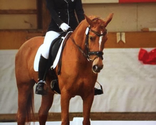 dressage horse Neomi (German Riding Pony, 2005, from Weltmeyer)