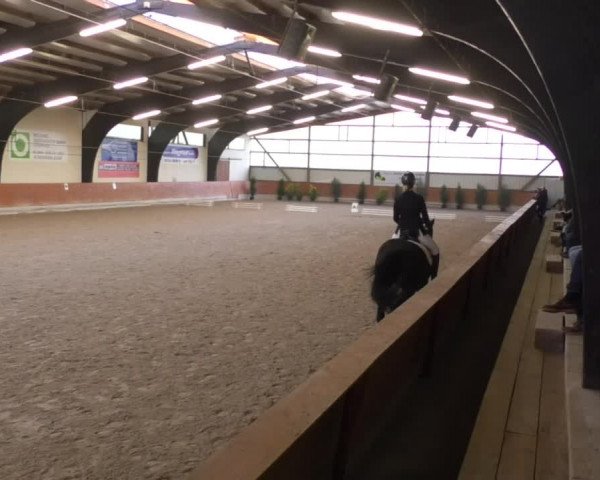 Reitturnier Viernheim 2018