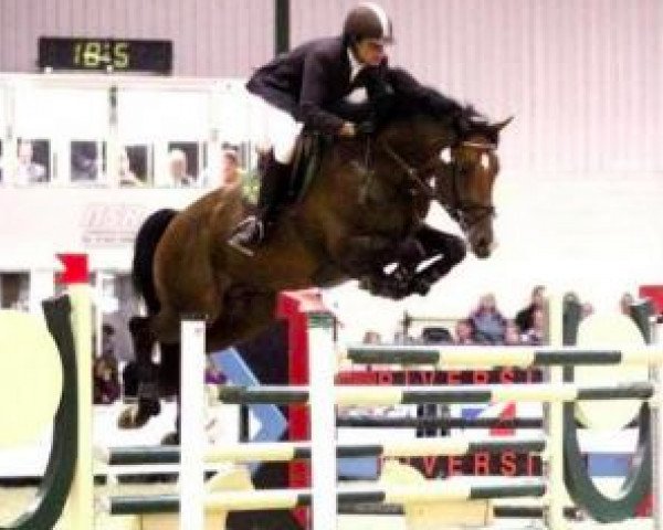stallion Typhoon S (KWPN (Royal Dutch Sporthorse), 2000, from Sable Rose)
