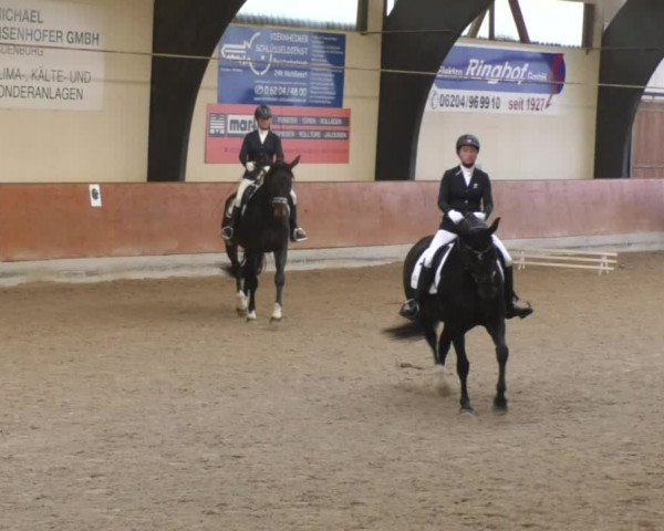 Reitturnier Viernheim 2018