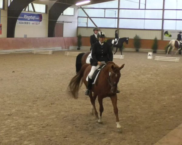 Reitturnier Viernheim 2018