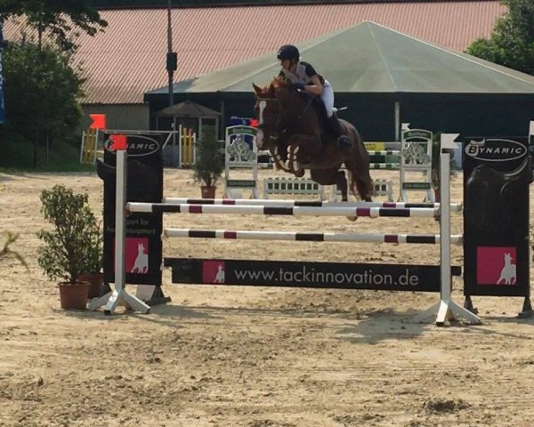jumper Andante 74 (Hanoverian, 2010, from Asti's Amsterdam)
