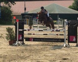 jumper Andante 74 (Hanoverian, 2010, from Asti's Amsterdam)