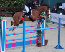 jumper Withny 4 (KWPN (Royal Dutch Sporthorse), 2003, from Hemmingway)