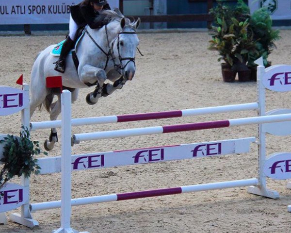 jumper Dy-Hard (Holsteiner, 2008, from Cicero)