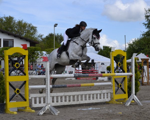 Springpferd Unique 74 (Holsteiner, 2004, von Acord II)