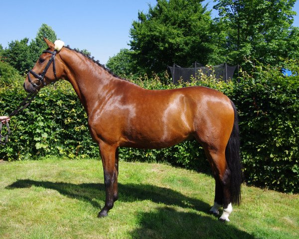 dressage horse Adriano 238 (Westphalian, 2011, from Ampère)
