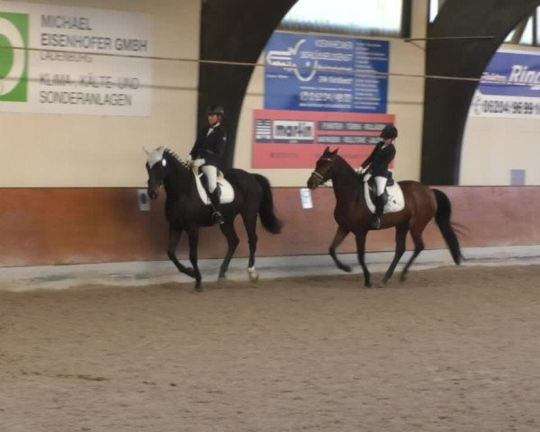 Reitturnier Viernheim 2018