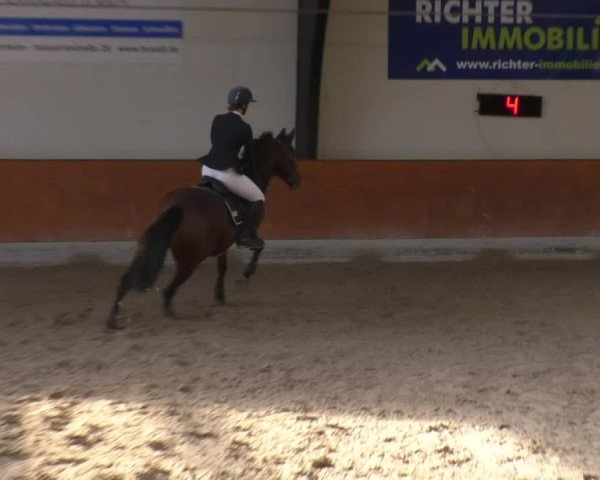 Reitturnier Viernheim 2018