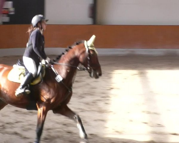 Reitturnier Viernheim 2018