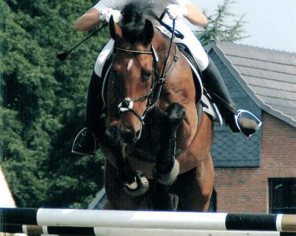 jumper Do it yourself 3 (Hanoverian, 1994, from Drosselklang II)