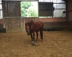 dressage horse Fayola 2 (Westphalian, 2005, from Fiano)