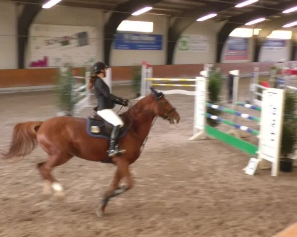 Reitturnier Viernheim 2018