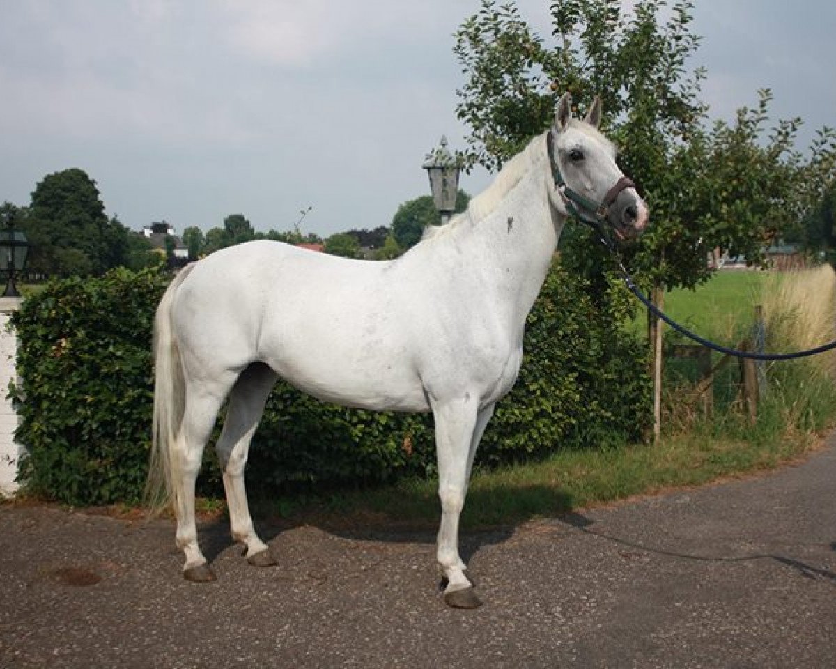 Zuchtstute T-Calida (Holsteiner, 2003, von Calido I)