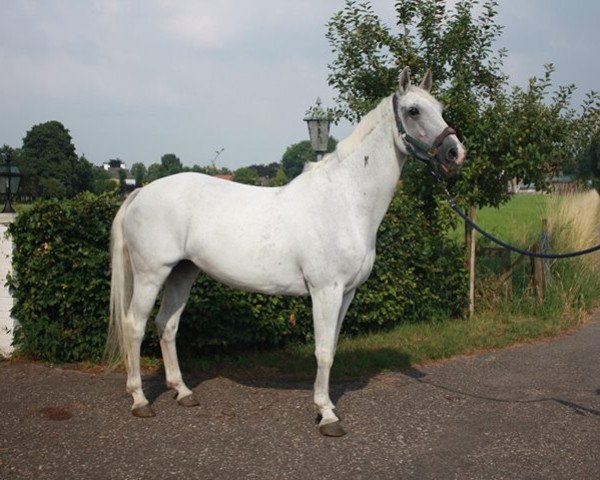 Zuchtstute T-Calida (Holsteiner, 2003, von Calido I)