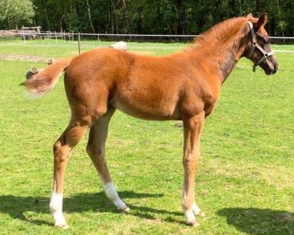 Zuchtstute Be my Bondgirl (Westfale, 2017, von Bonds) Zuchtstute Be my Bondgirl (Westfale, 2017, von Bonds)