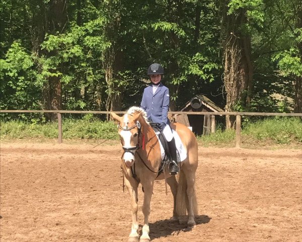 Dressurpferd Stalino von der Aschenburg (Haflinger, 2004, von Step by Step)