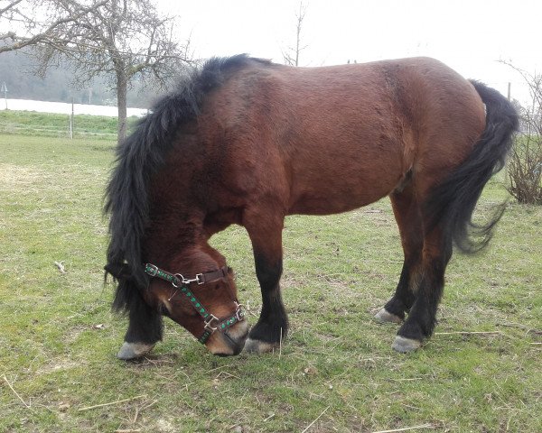 dressage horse Maplehill Charles (Dartmoor Pony, 2007, from Doublebee Picco Bello)