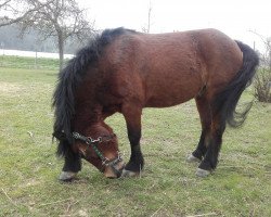 dressage horse Maplehill Charles (Dartmoor Pony, 2007, from Doublebee Picco Bello)