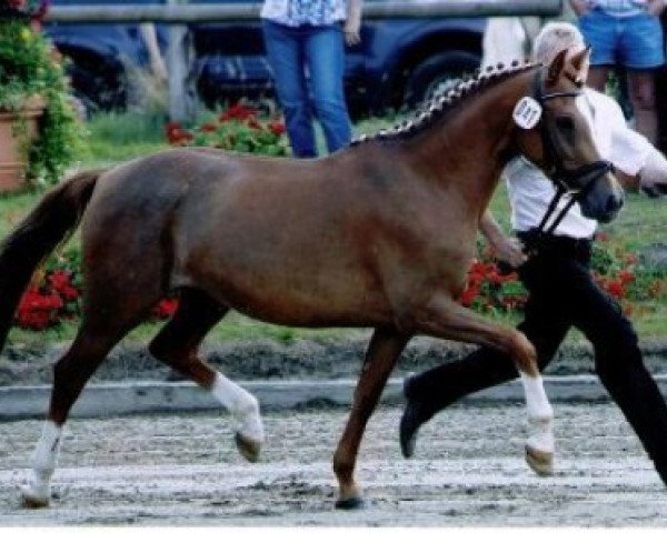 Zuchtstute Steverheides Watnetussi (Deutsches Reitpony, 2005, von Werwolf)