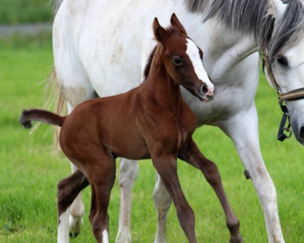horse Steverheides Aramis (German Riding Pony, 2017, from A Gorgeous)