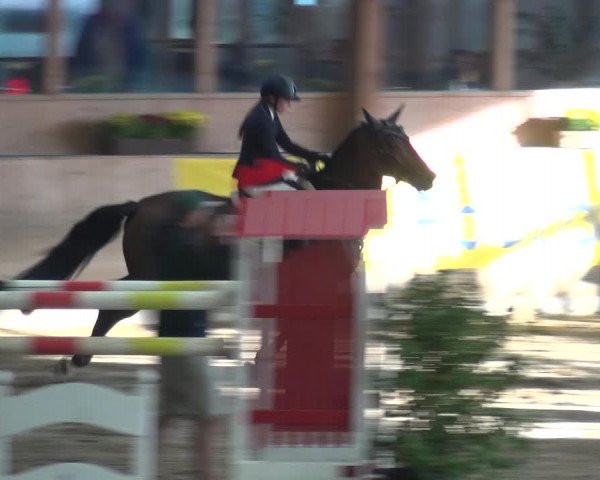 Reitturnier Köln-Leverkusen 2018