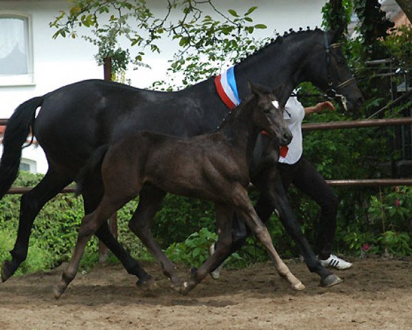 horse Halotry (Trakehner, 2010, from Showmaster)