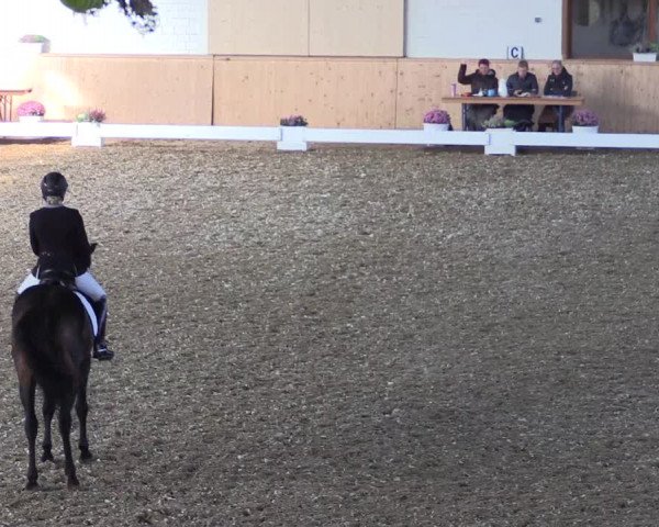 Reitturnier Hövelhof 2018