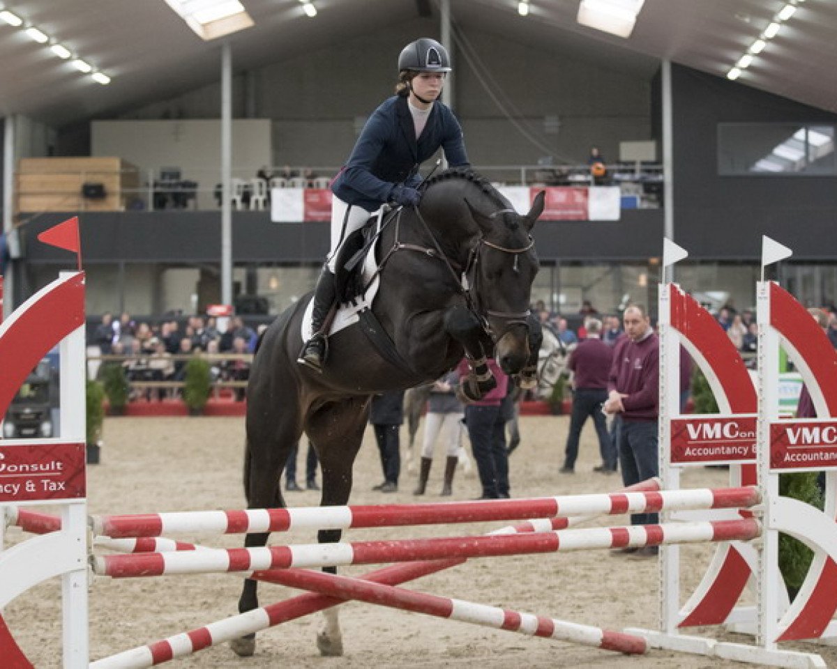 stallion Origi D'o (Belgian Warmblood, 2014, from Diamant de Semilly)