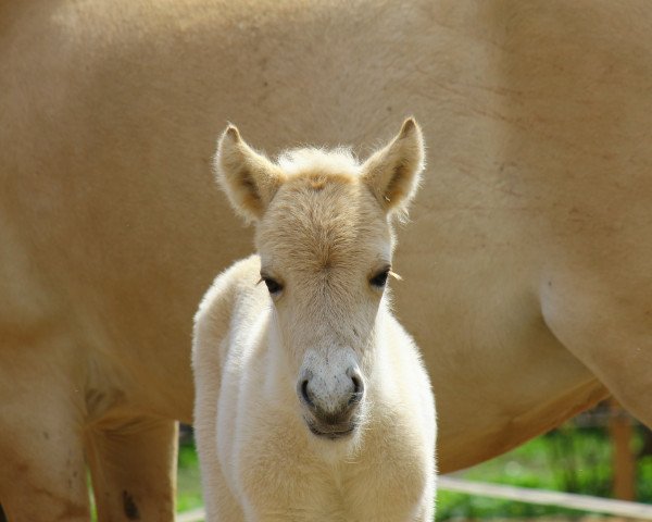 broodmare Livett (Fjord Horse, 2017, from Jonathan)