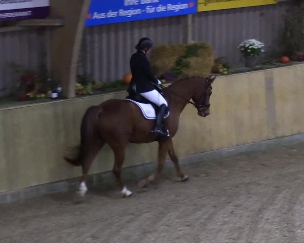 Reitturnier Sörup 2018