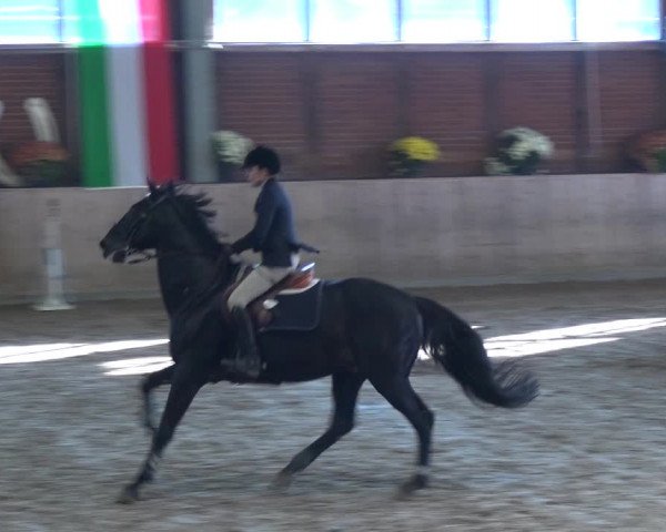 Reitturnier Köln-Leverkusen 2018