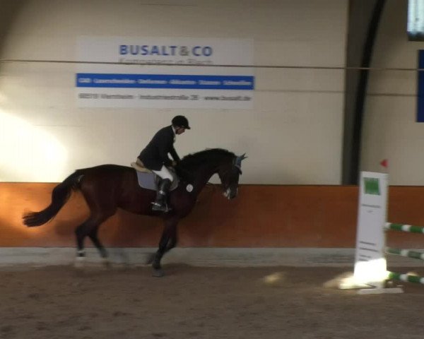 Reitturnier Viernheim 2018
