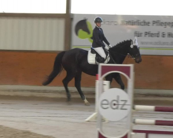 Reitturnier Viernheim 2018