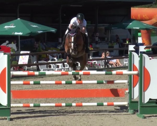 Springpferd Centuro (Hannoveraner, 2011, von Contagio)