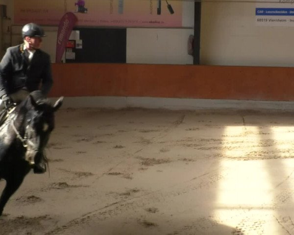 Reitturnier Viernheim 2018