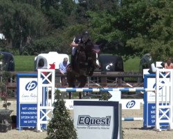 jumper Sir Poldi 4 (Oldenburg show jumper, 2012, from Stanley)
