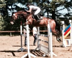 jumper Eravel (Holsteiner, 2012, from Quidam de Revel)