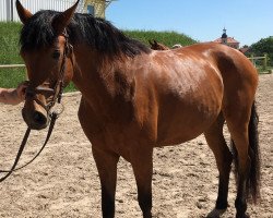 broodmare Lindy 8 (German Sport Horse, 2010, from Lord Moritzburg)