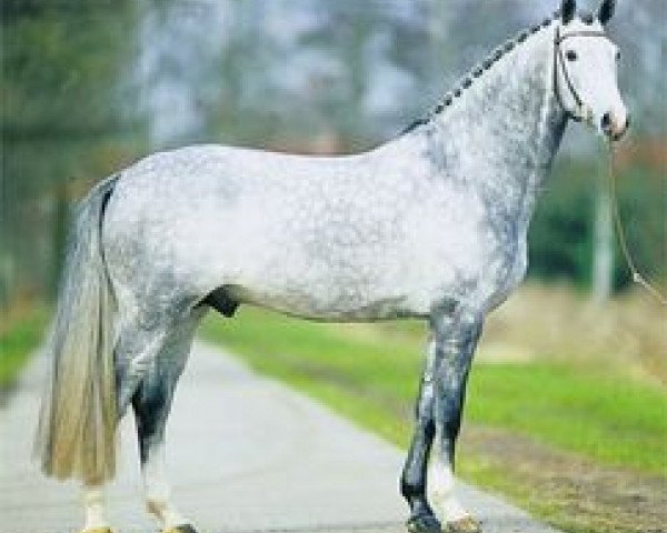 stallion Siciliano W (Hessian Warmblood, 1995, from Scarlatti)