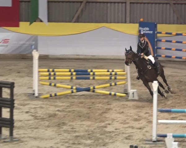 Reitturnier Wil 2018