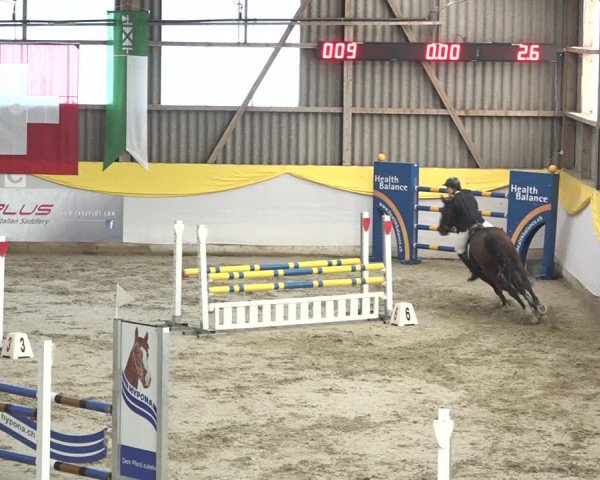 Reitturnier Wil 2018
