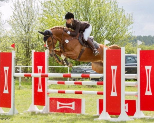 jumper Livingston (German Sport Horse, 2010, from Levistano)