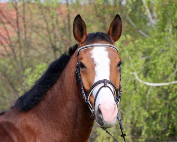 jumper Activity Boy 2 (German Sport Horse, 2007, from Acorus)
