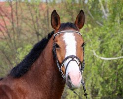 jumper Activity Boy 2 (German Sport Horse, 2007, from Acorus)